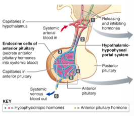 <p>specialized blood vessel network that directly links the hypothalamus and anterior pituitary</p><ol><li><p>hormones from the hypothalamus: special hormones (releasing and inhibiting) are collected by capillaries in the hypothalamus</p></li><li><p>travel to the anterior pituitary: these capillaries merge into portal vessels, which carry hormones down the pituitary stalk</p></li><li><p>action on pituitary cells the portal vessels branch into a second network of capillaries in the anterior pituitary, delivering the hormones directly to pituitary cells</p></li><li><p>release to the body: after acting on the pituitary, the blood flows into the rest of the body</p></li></ol><p></p>