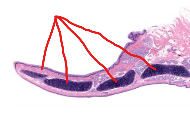 <p>tissue type</p>