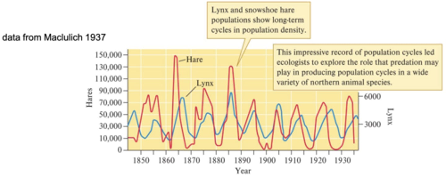 <p>Both hare and lynx population are coupled to each other</p><p>More hares = more food available to lynxes = more lynxes = bigger predation = few hares = lynxes die of starvation and/or fewer offspring = predation weaker = more hares, etc.</p>