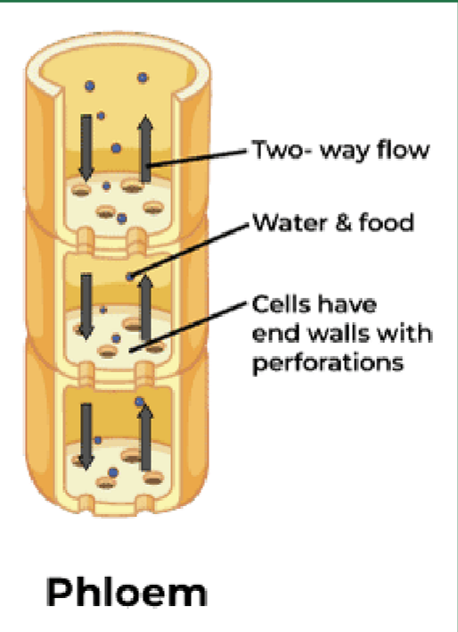 <ul><li><p>thin walled and alive</p></li><li><p>water and nutrient transport</p></li><li><p>support</p></li><li><p>moves sugars and hormones from leaves to the rest of plant</p></li></ul><p></p>