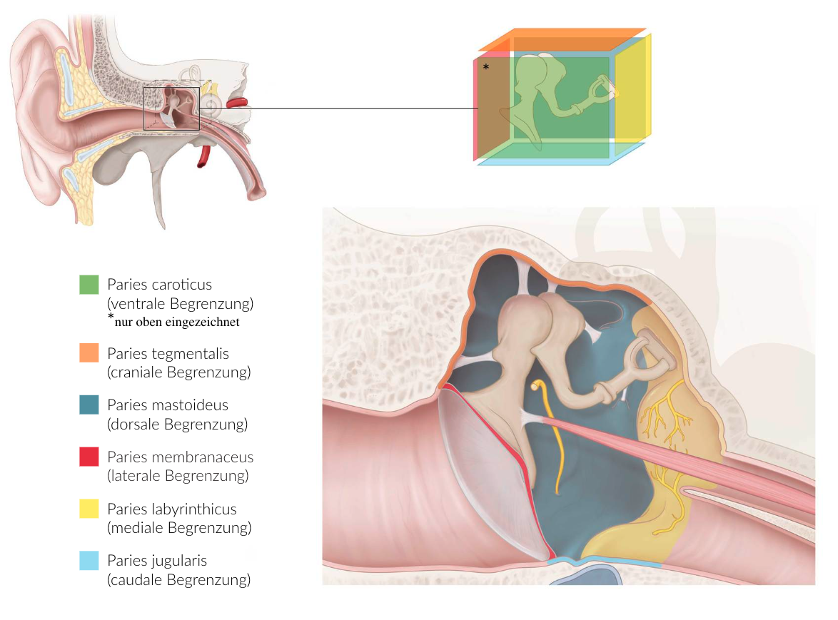 <p>E. Internal jugular vein (V. jugularis interna)</p>