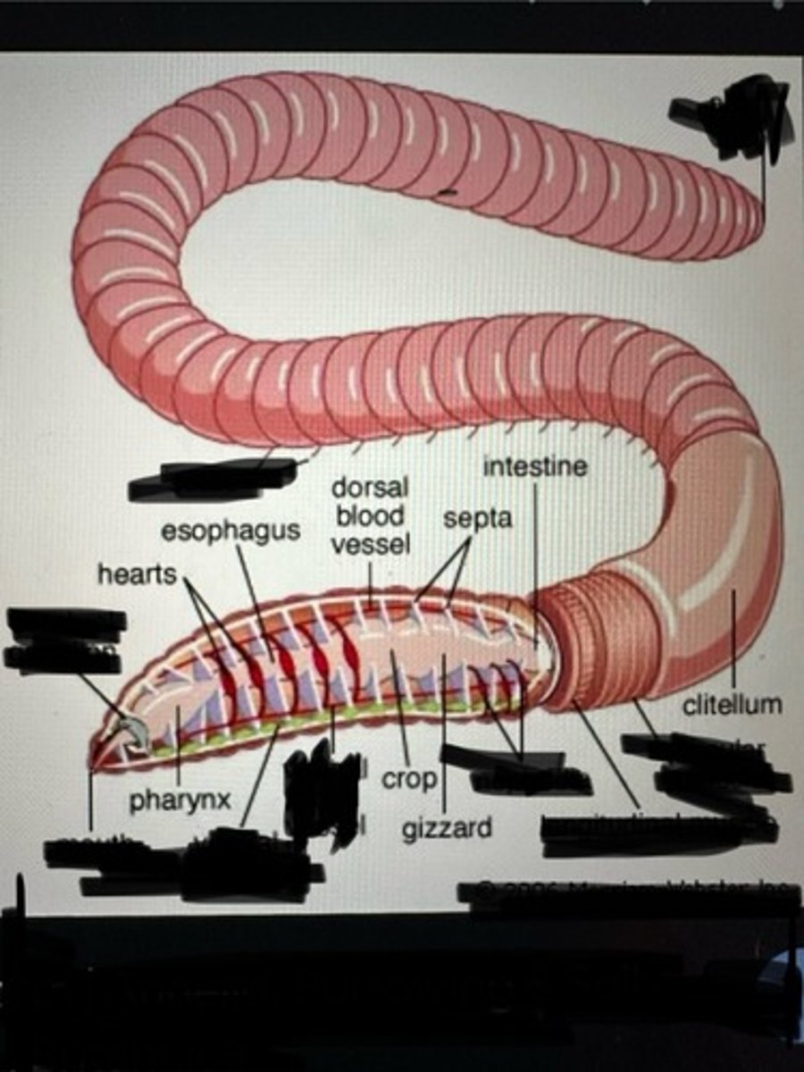 <p>Septa</p><p>clitellum</p><p>pharynx</p><p>esophagus</p><p>crop</p><p>dorsal blood vessel</p><p>intestine</p><p>gizzard</p><p>hearts</p>