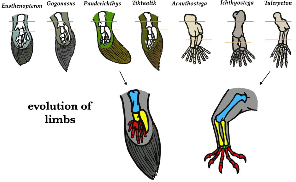 <ul><li><p>Modification of pterygiophores into wrist/hand bones</p></li><li><p>Loss of fin rays</p></li></ul><p></p>