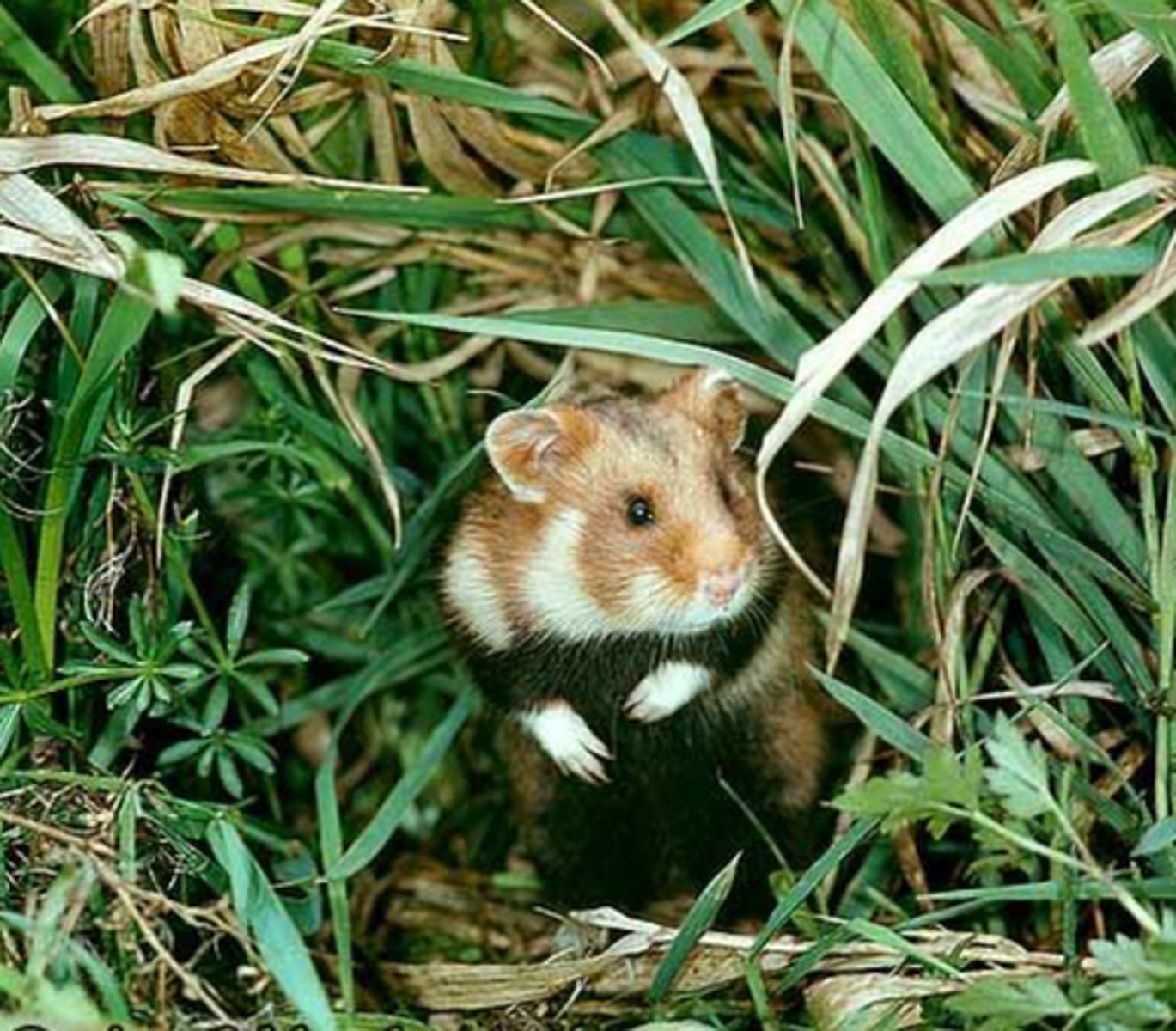 <p>European hamster</p>