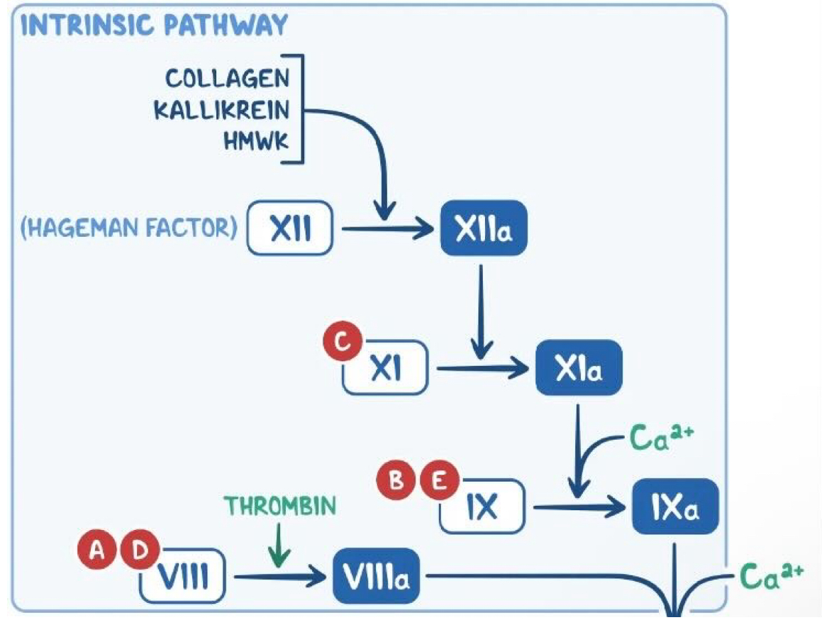 <ul><li><p><span><span>Factor XII (hageman factor) becomes activated after exposure to subendothelial collagen → XIIa</span></span></p></li></ul><ul><li><p><span><span>﻿﻿This causes the activation of Factor XI → XIa</span></span></p></li><li><p><span><span>Factor Xla + calcium activate factor IX → IXa</span></span></p></li><li><p><span><span>﻿﻿Factor IXa + Factor VIlla form a complex (with calcium) to activate Factor X</span></span></p></li><li><p><span><span>﻿﻿The common pathway then begins</span></span></p></li></ul><p></p>