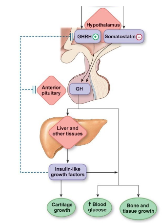 <ul><li><p>functions in growth by releasing the insulin-like growth factor (IGF) in the liver</p></li></ul><ul><li><p>GHRH and GHIH which is released by the hypothalamus&nbsp;</p></li><li><p>negative feedback</p></li></ul><p></p>
