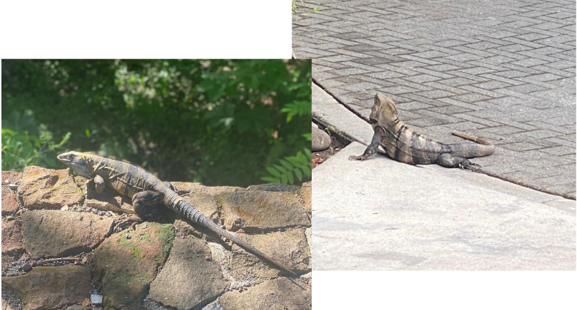 <p>Class Reptilia;</p><p>Tuataras</p><p>Lizards: iguanas, geckos, chameleons, Komodo dragons</p><p>Snakes</p>