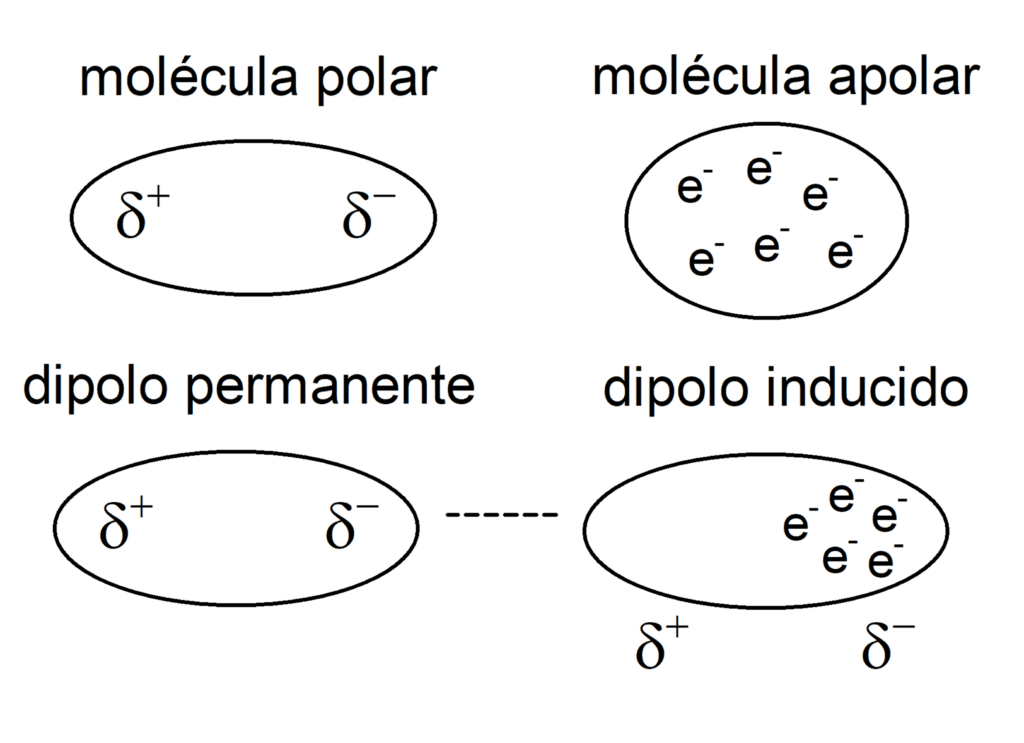 <p>Entre moléculas polares y no polares.</p><p>La carga de la molécula polar distorsiona la nube electronica de la molécula apolar, convirtiéndola en un dipolo.</p><p>Este tipo de interacción explica cómo el agua puede levemente disolver moléculas no polares como el O₂ o CO₂.</p>