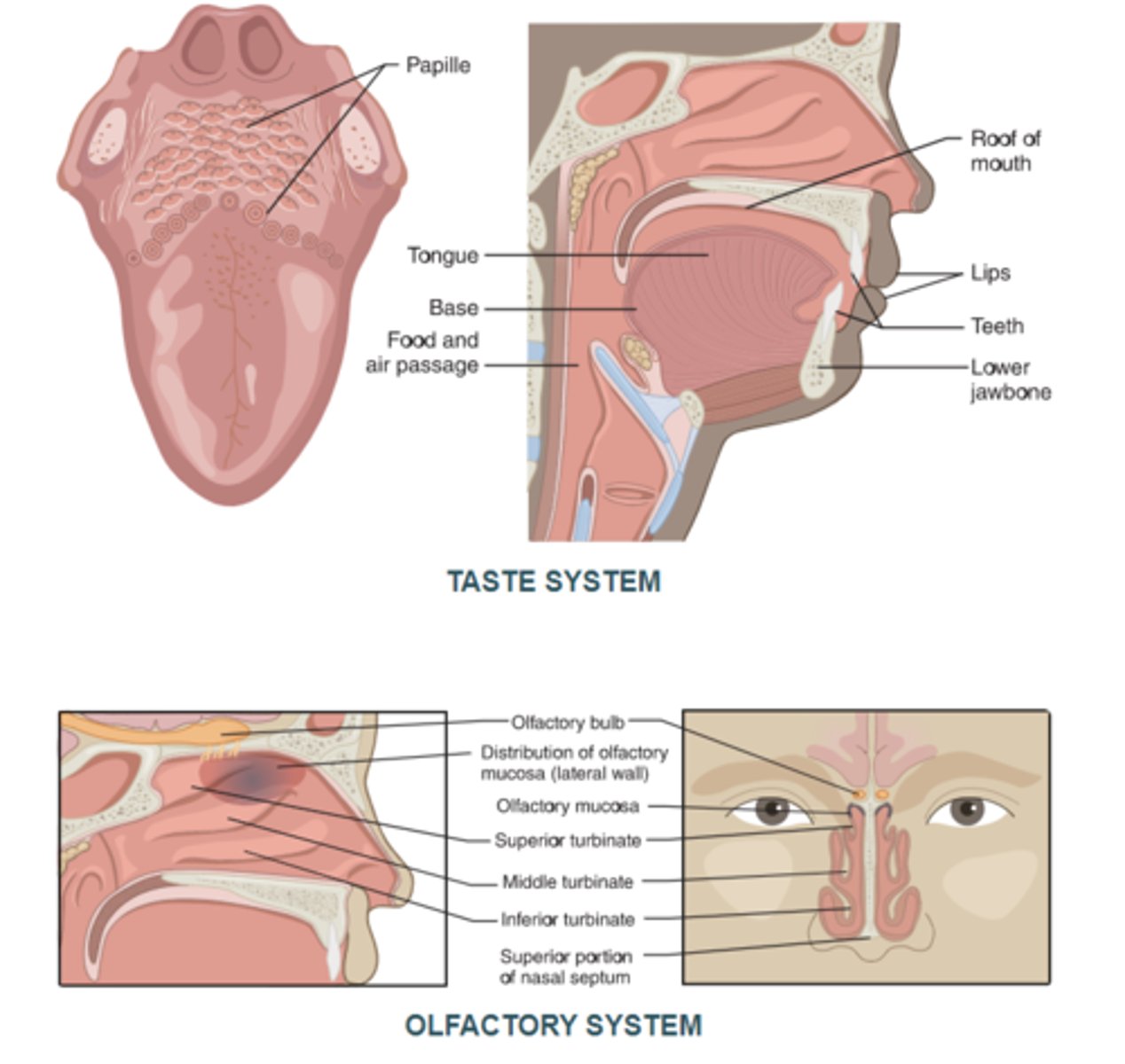 <p>Responsible for smell. Special receptors in the nose detect smells and send signals to the brain via the olfactory nerve. The thalamus helps process this information, allowing us to identify different odors.</p>