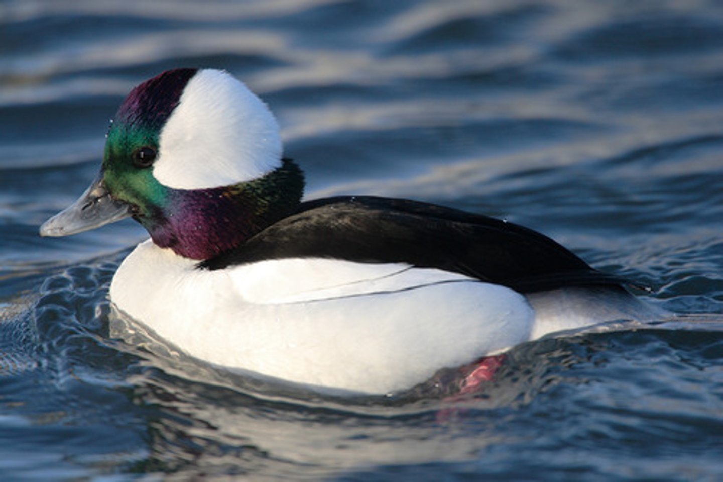 <p>Anseriformes</p><p>Anatidae</p>
