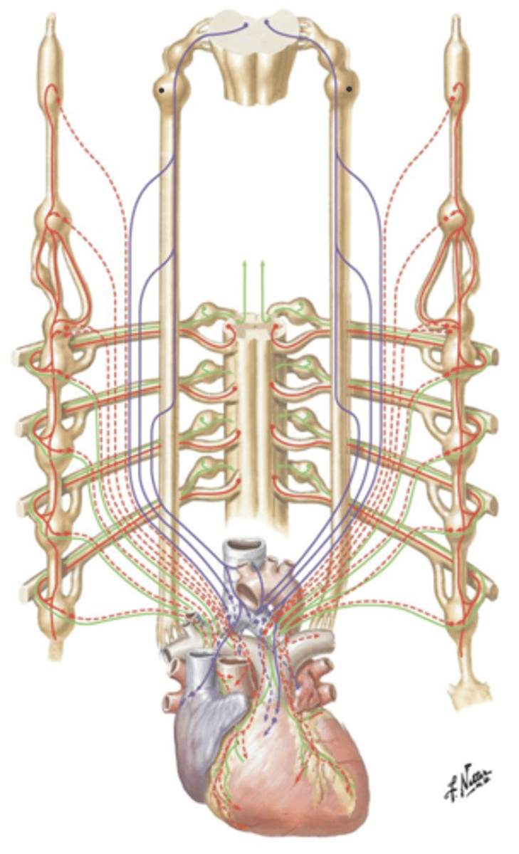 <p>Release of the neurotransmitter ___ directly to the myocardium of the ventricles will result in ___ heart rate.</p>