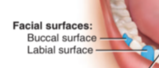 <p><span>Toward the face (labial for anterior, buccal for posterior)</span></p>