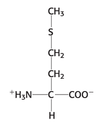 <p>Exam 1A-22</p><p>Which amino acid is shown in the picture below?</p><p></p><p>a. cysteine</p><p>b. methionine</p><p>c. valine</p><p>d. leucine</p><p>e. alanine</p>