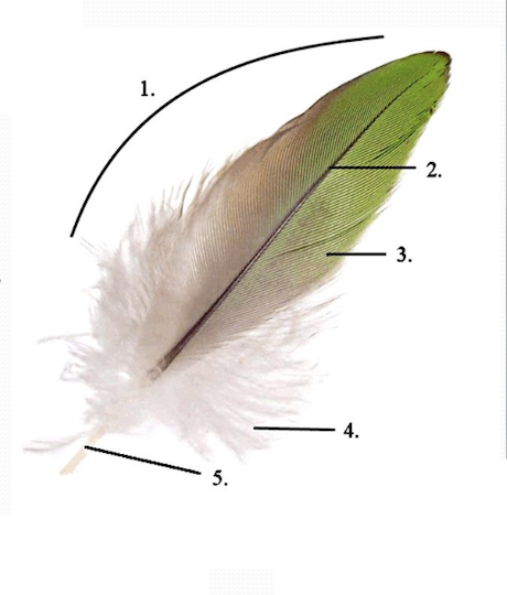 <p>Name all the features of a feather. </p>