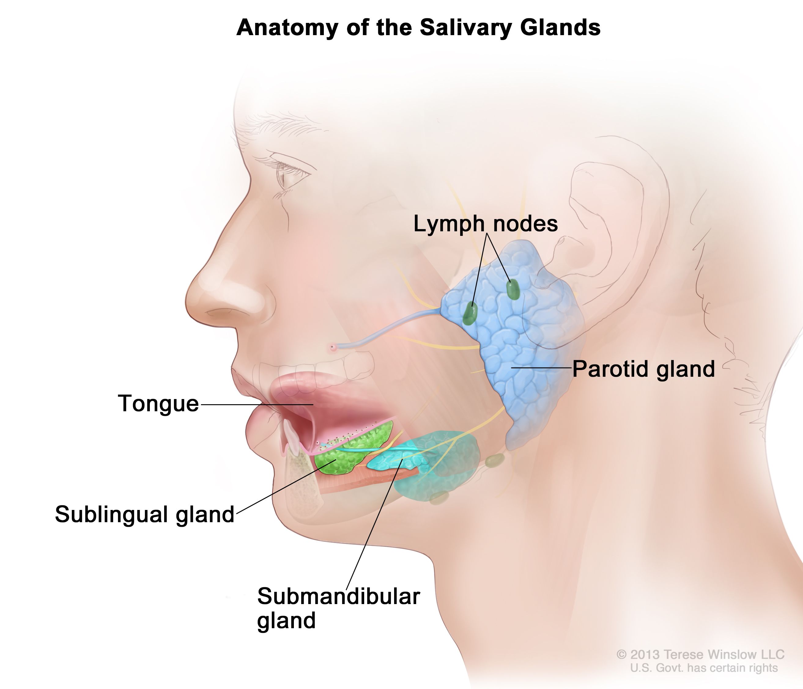 <ol><li><p>parotid glands</p></li><li><p>sublingual glands</p></li><li><p>submandibular glands</p></li></ol>