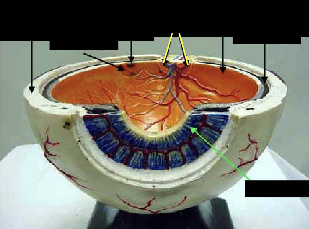 <p>what is this part of the eye?</p>