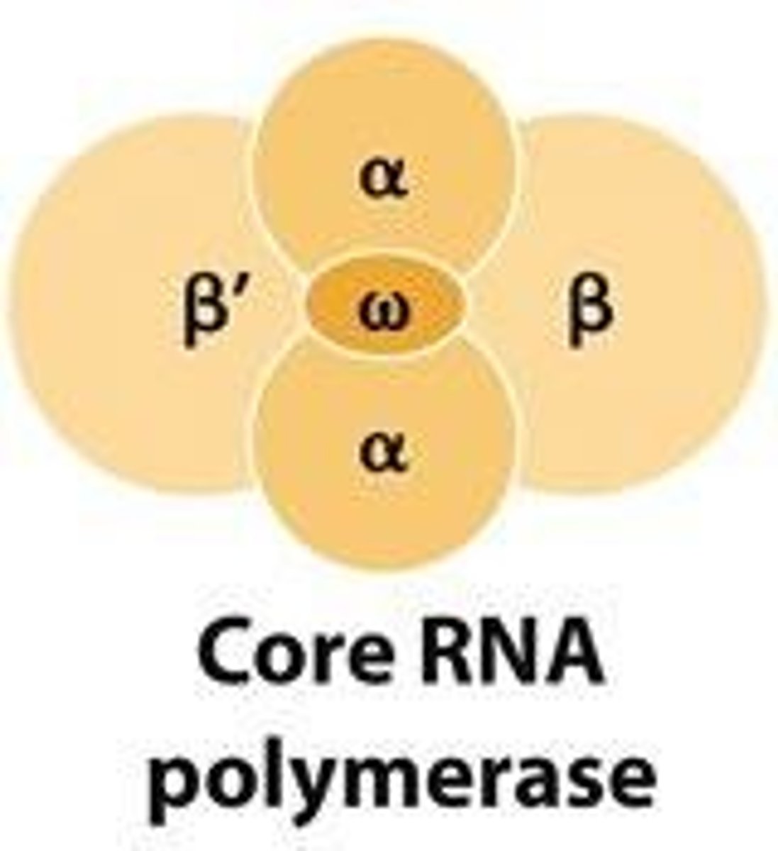 <p>2 α (alpha) subunits</p><p>1 β (beta) subunit</p><p>1 β′ (beta prime) subunit</p><p>1 ω (omega) subunit</p>