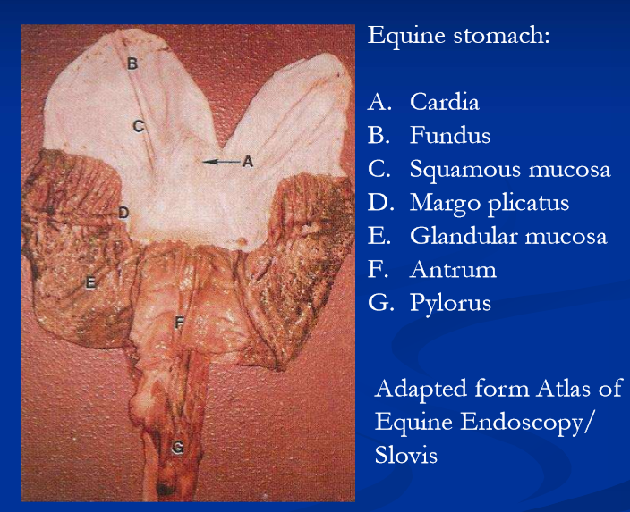 <ul><li><p>gastric ulceration </p></li><li><p>gastric dilation </p></li><li><p>grain overload </p></li><li><p>gastric impaction </p></li><li><p>gastric rupture </p></li><li><p>neoplasia </p></li></ul><p></p>