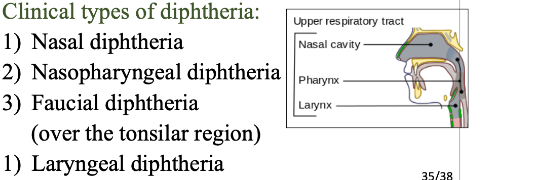 <p>Virulence factors -bacteria establishment in the throat.</p><p class="p1">Production of exotoxin (diphtheria toxin)</p><p class="p1">(necrotizing and neurotoxic effects)</p>