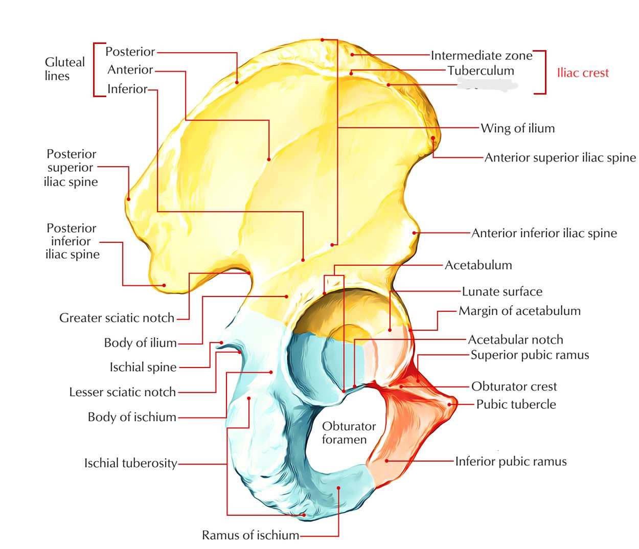 <p>Iliac crest part</p>