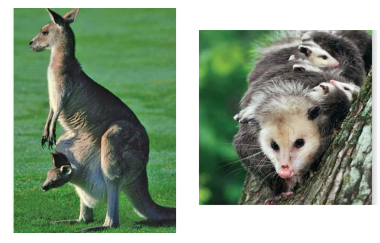 <p>What is an example of a living organism in the subclass Marsupials ( pouched mammals )</p>
