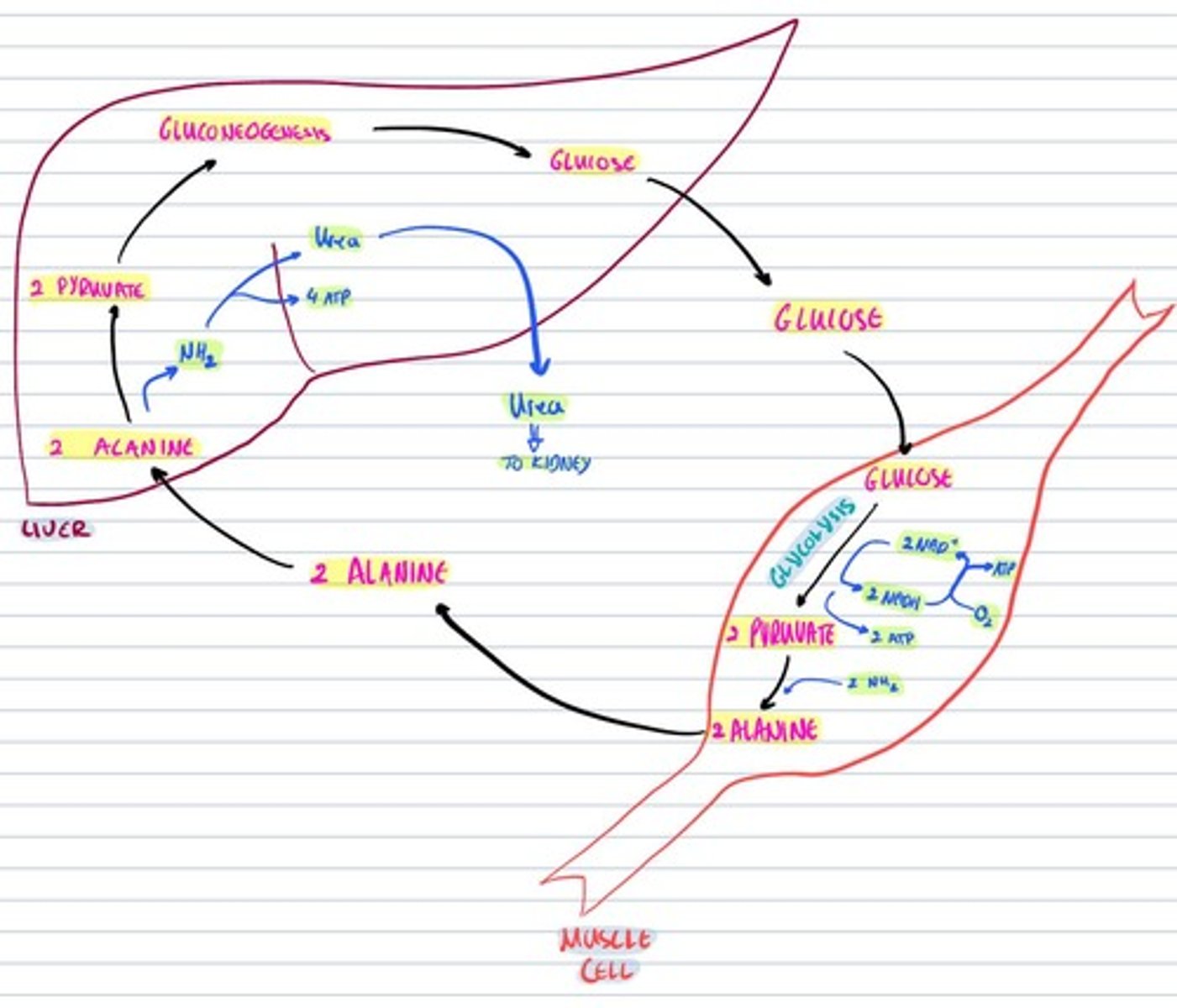 knowt flashcard image