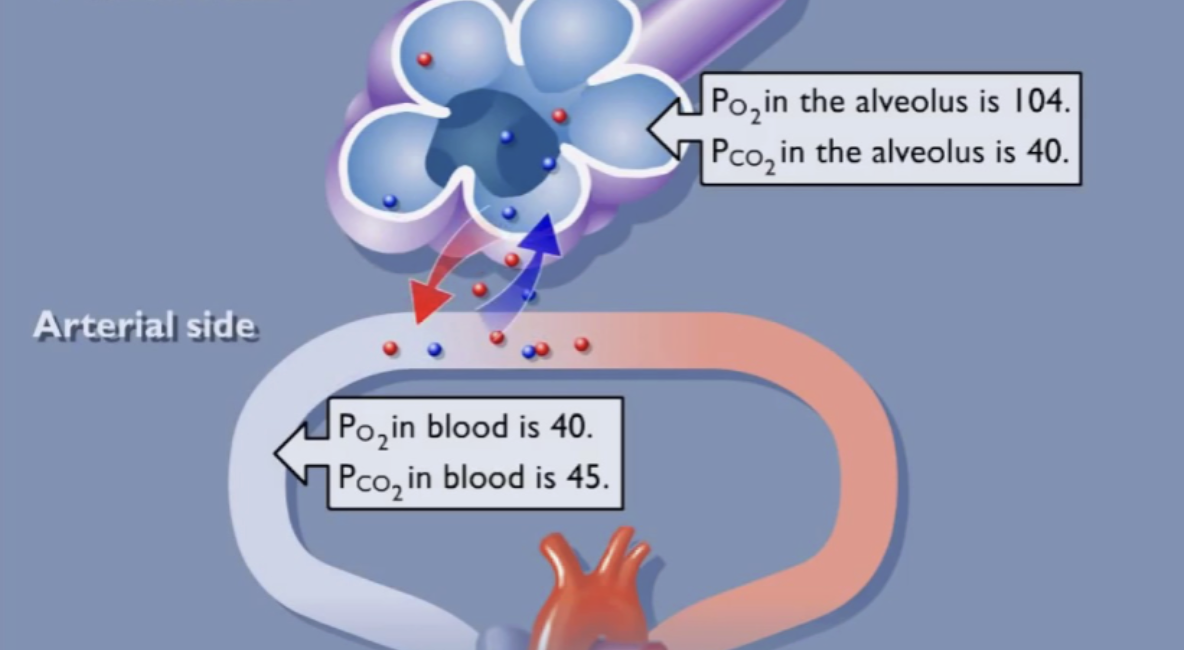 <p><strong>→ TRUE</strong></p><ul><li><p>During pulmonary gas exchange, oxygen will <span style="color: purple;"><strong><em><u>diffuse down its partial pressure gradient</u></em></strong></span> from the alveolus into the blood until the partial pressure is equal in both locations.</p></li></ul><p> </p>