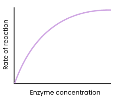 <p>What is the effect of enzyme concentration on the rate of enzyme-controlled reactions? </p>