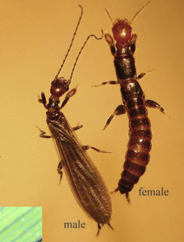 <p>Name the order</p>