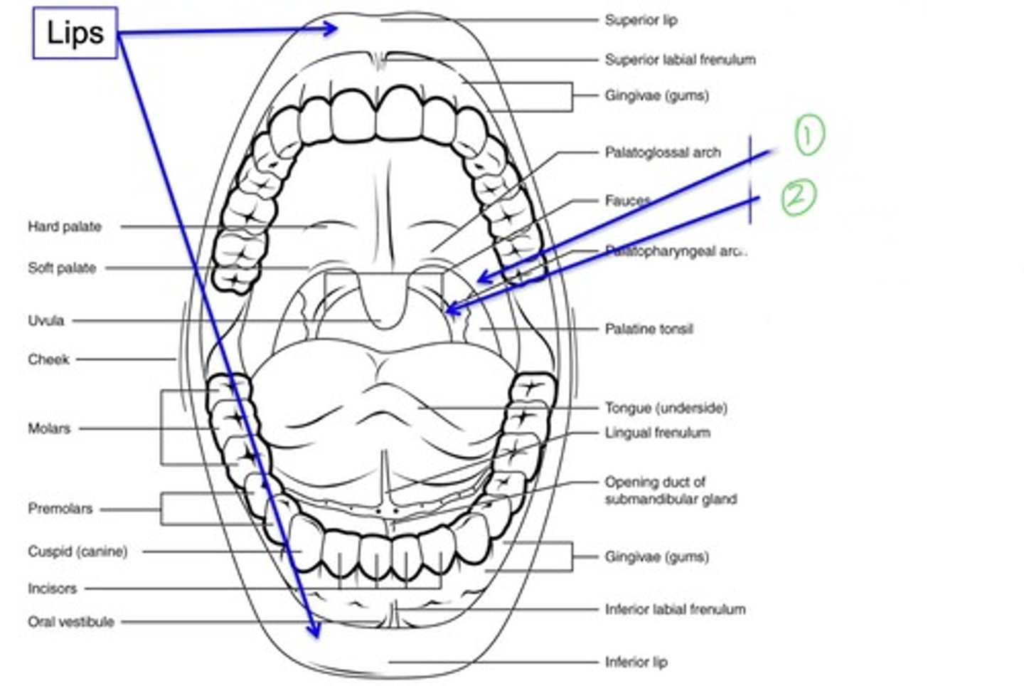 <p>posterior faucial pillars</p>