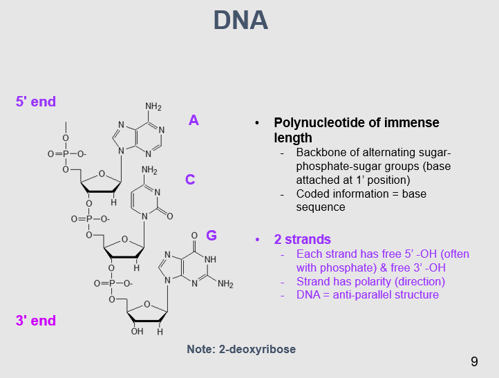 <p><mark data-color="purple">DNA</mark></p><p>Can you provide labels, descriptions, and an explanation of the elements within this diagram, detailing what it represents or illustrates?</p><p><mark data-color="green">Lecture Slide 9</mark></p>