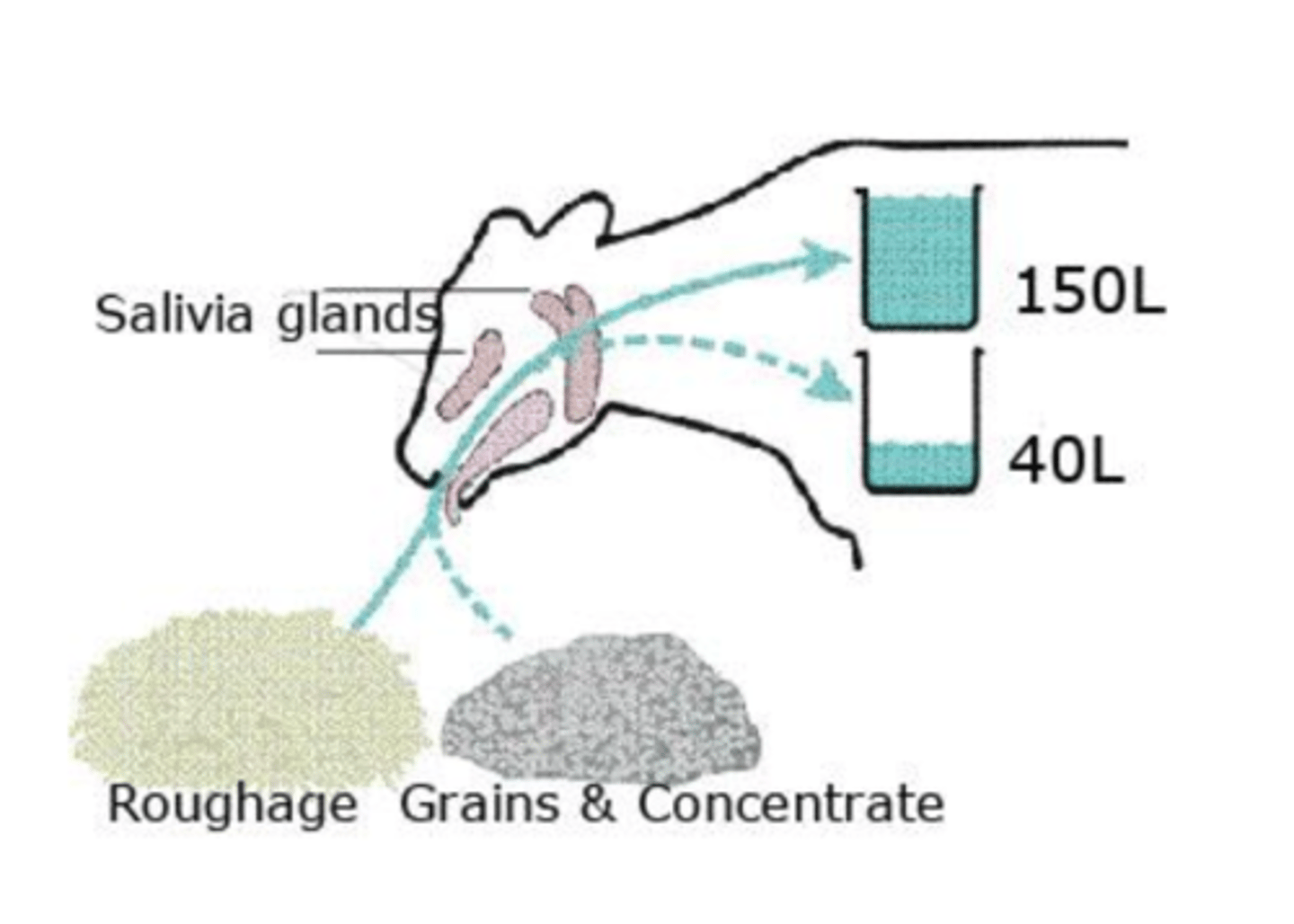 <p>1. the percentage of forage in the diet</p><p>2. the length of the particles</p>