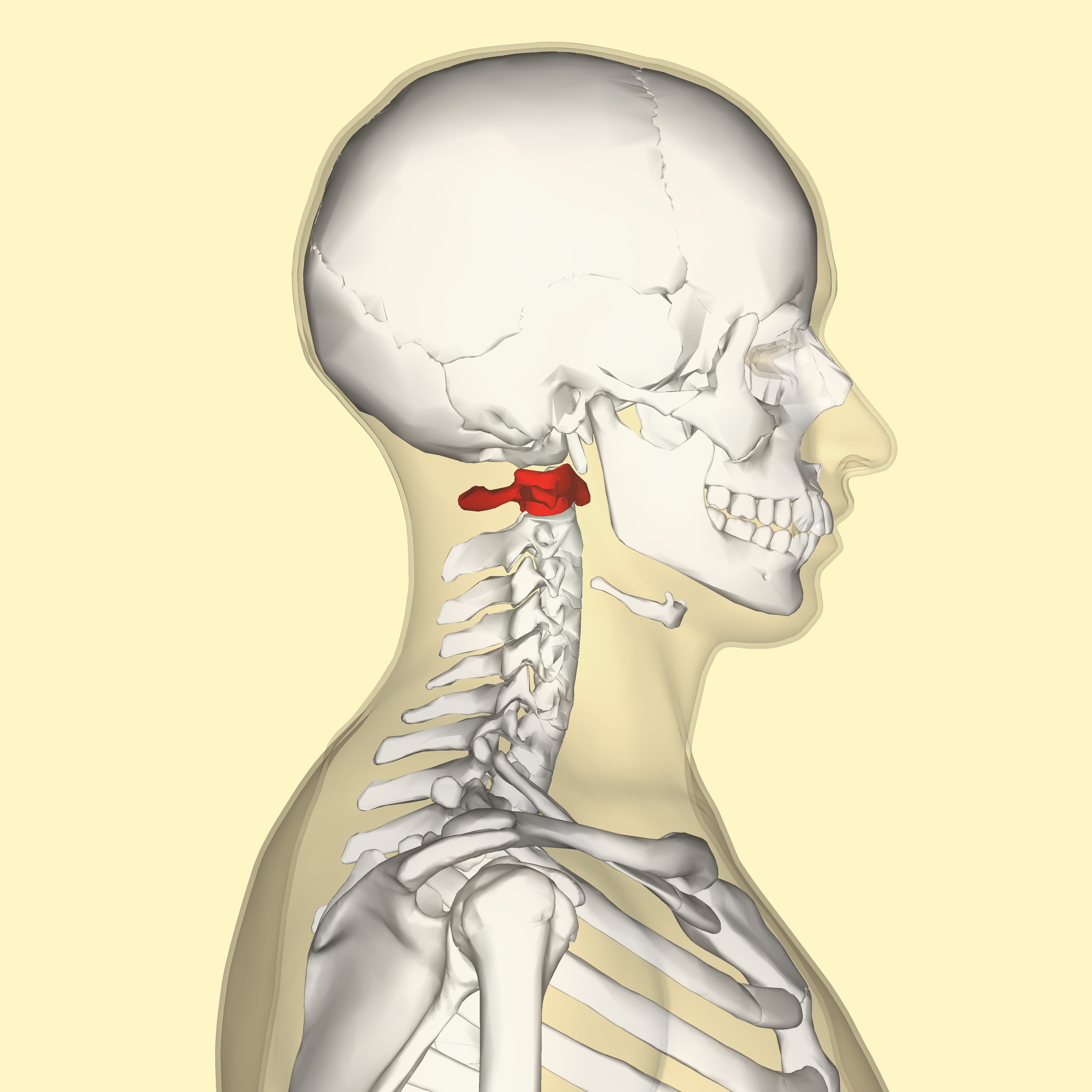 <p><span><span>the topmost vertebra in the spine, located directly below the skull, responsible for supporting the head's weight and enabling nodding and tilting motions</span></span></p>