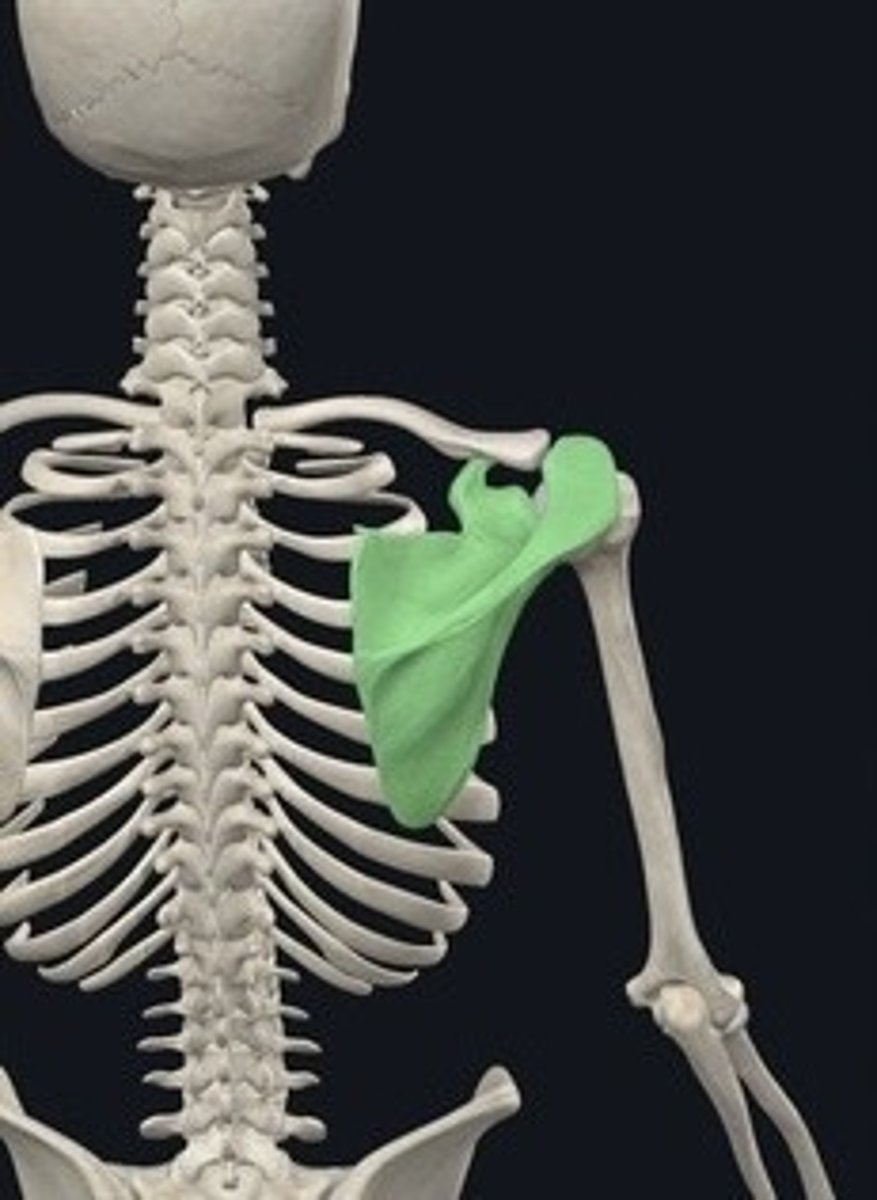 <p>Shoulder blade; connects humerus to clavicle.</p>