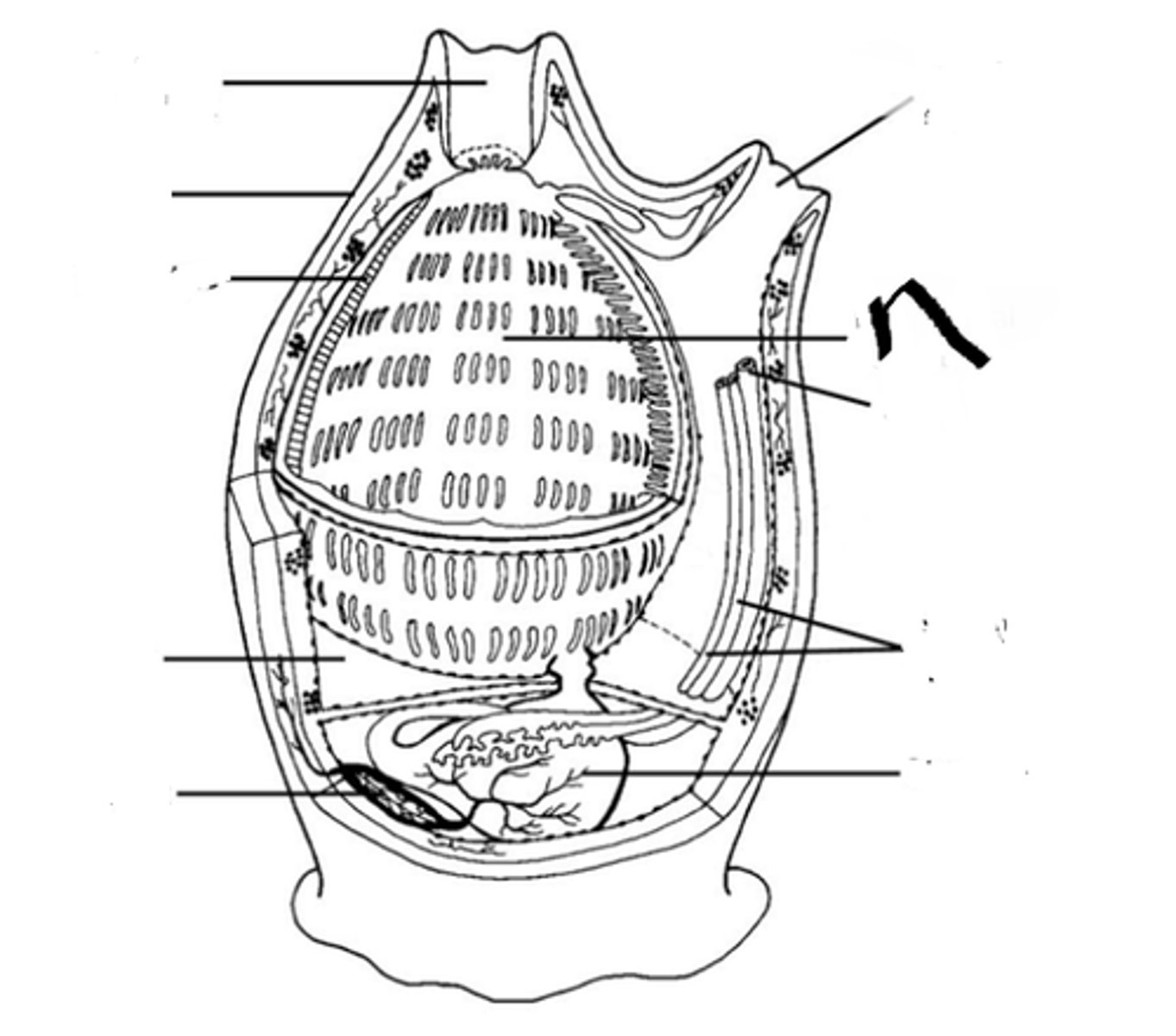 <p>Pharyngeal slit</p>
