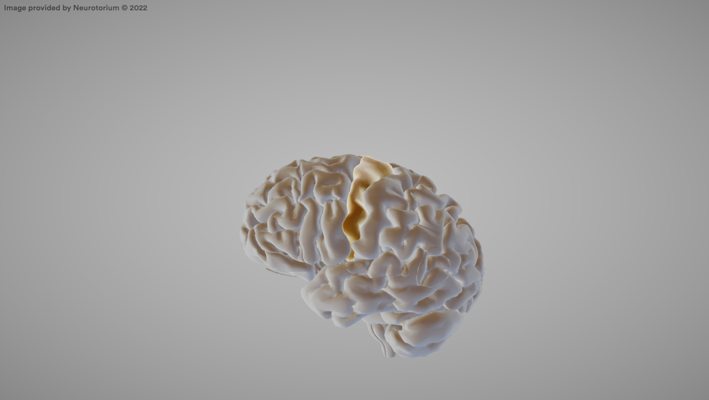 <p>The area of the cerebral cortex responsible for voluntary movement.</p>