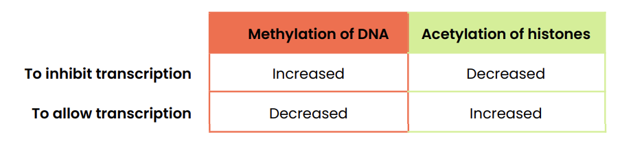 <ul><li><p>To inhibit transcription: DNA methylation increased, Histone acetylation decreased</p></li><li><p>To allow transcription: DNA methylation decreased, Histone acetylation increased</p></li></ul><p></p>
