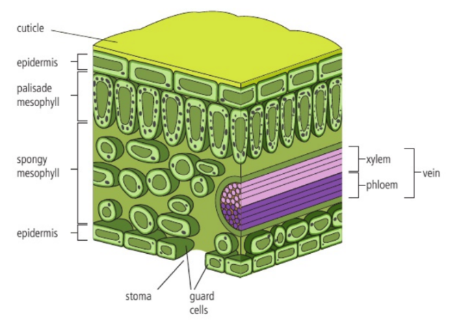 <p>Waxy cuticle</p><p>Epidermis</p><p>Palisade mesophyll</p><p>Spongy mesophyll</p><p>Vein</p><p>Stoma, guard cells</p>