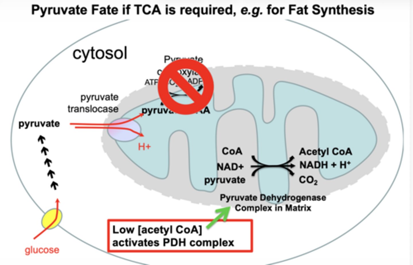 <p>low [acetyl CoA] activates PDH complex in matrix</p><p>CoA → acetyl CoA → helps synthesize fatty acids</p>