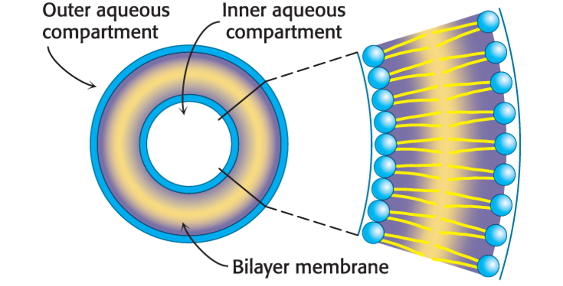 <p><span><strong><span>Liposomes, </span></strong><span>or </span><strong><span>lipid vesicles</span></strong><span>, are aqueous compartments enclosed by a lipid membrane.</span></span></p>
