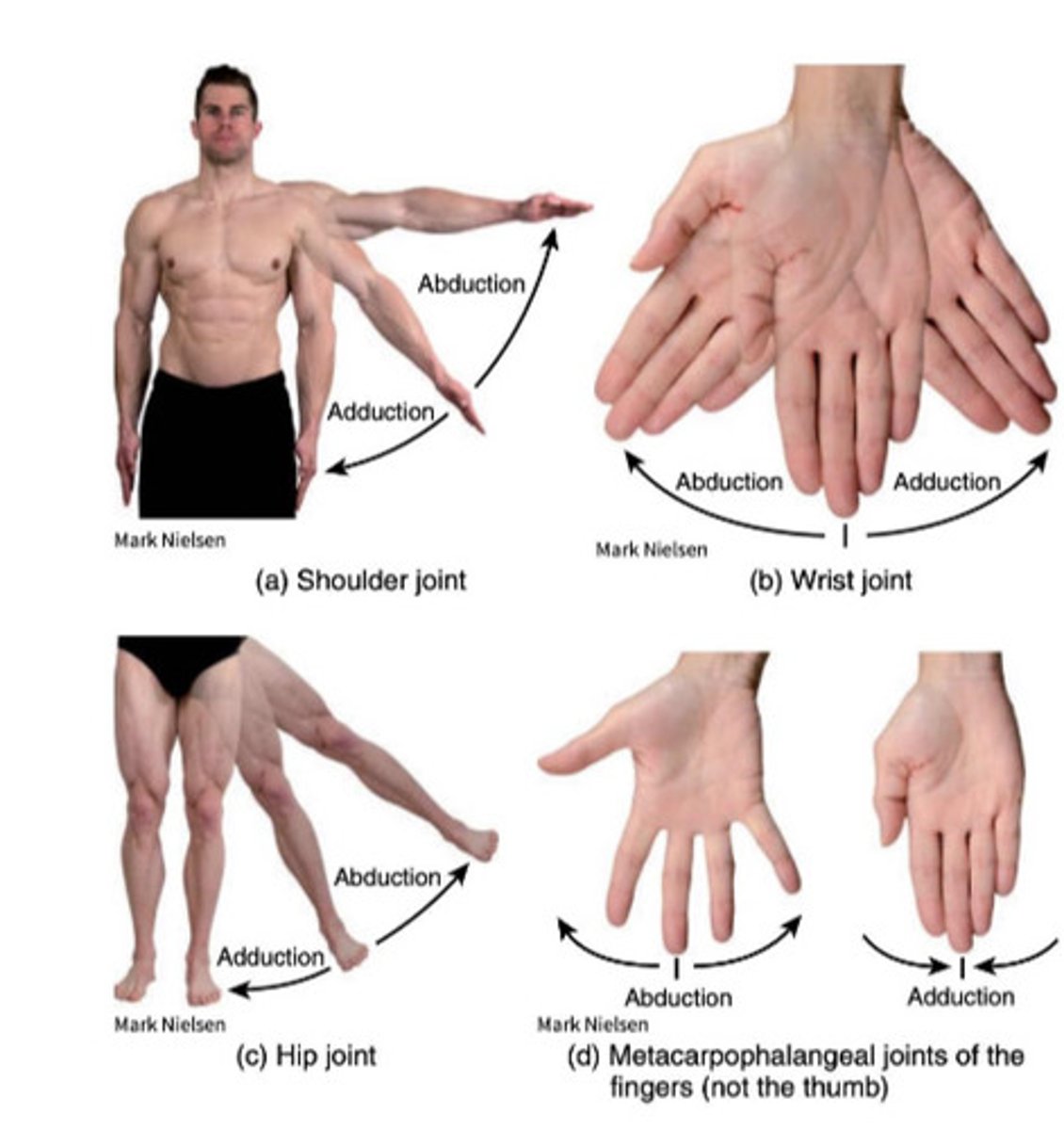 <p>Movement toward the midline</p>