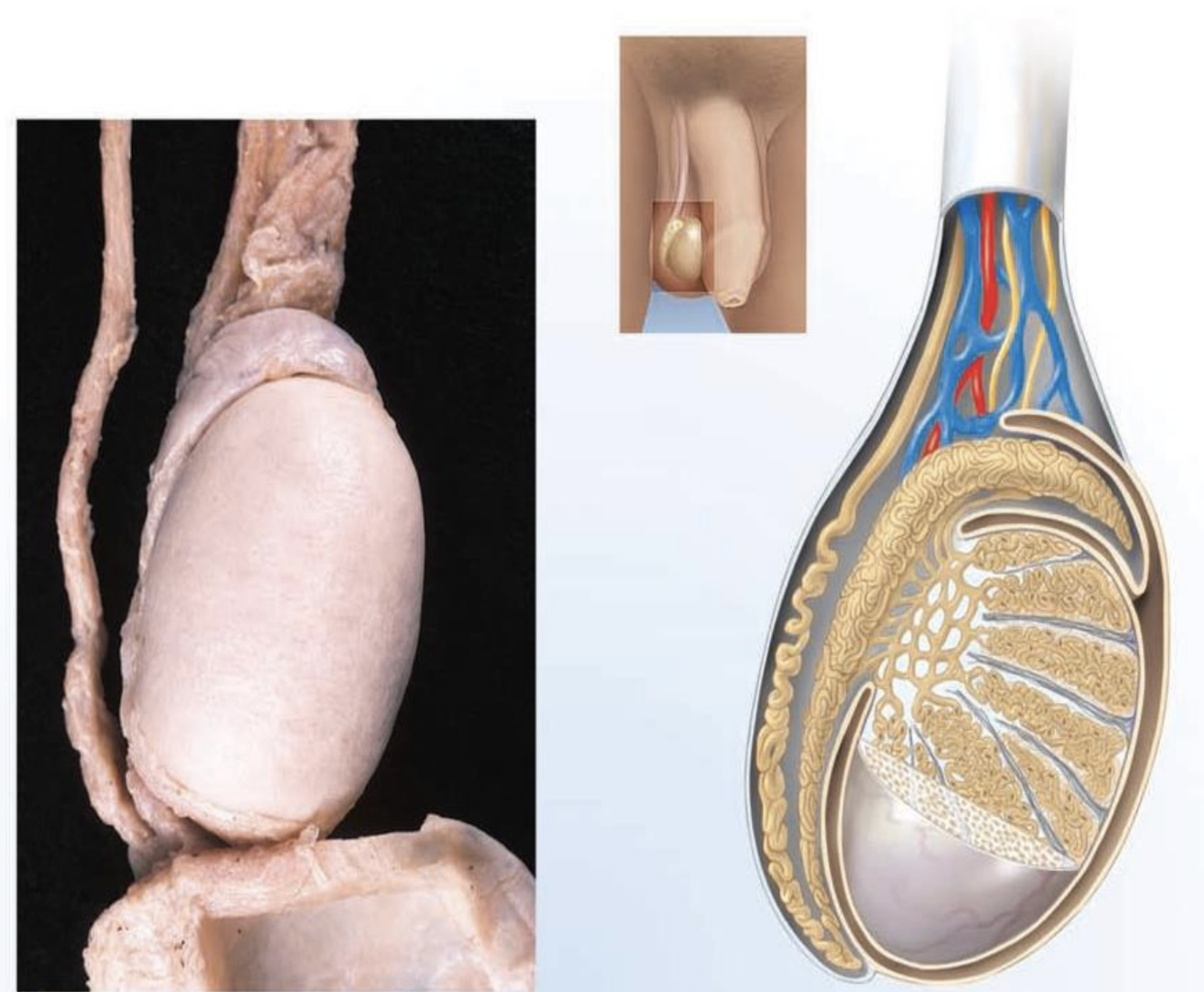 <ul><li><p>location</p></li></ul><ul><li><p>a. outside pelvic cavity</p></li><li><p>within scrotal sac (scrotum)</p></li></ul><ul><li><p>function</p><ul><li><p>a. production of sperm</p></li><li><p>b. production of testosterone</p></li></ul></li><li><p>structure</p><ul><li><p>small, oval</p></li><li><p>surrounded by CT</p></li></ul></li></ul><p></p>