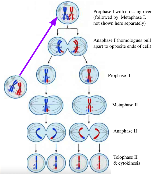 <p>Type of cell division that makes gametes </p><p>At the end of meiosis sperm and egg should contain 23 chromosomes </p>