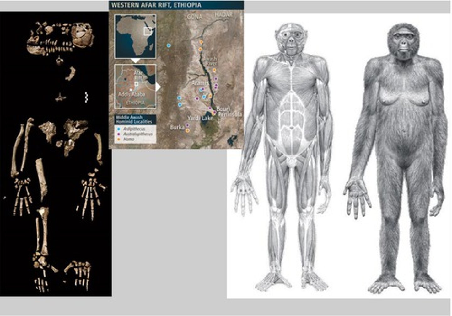 <p>Ethiopia 4.4MYA, walking on hands and feet, ape (thin enamel) and human like (small canine, bipedal)</p>
