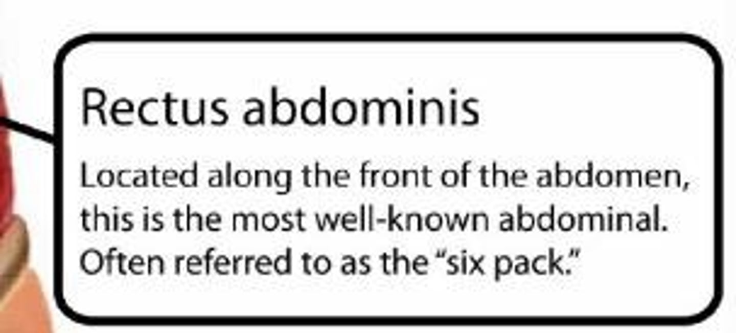 <p>It flexes the vertebral column and helps stabilize the pelvis.</p>