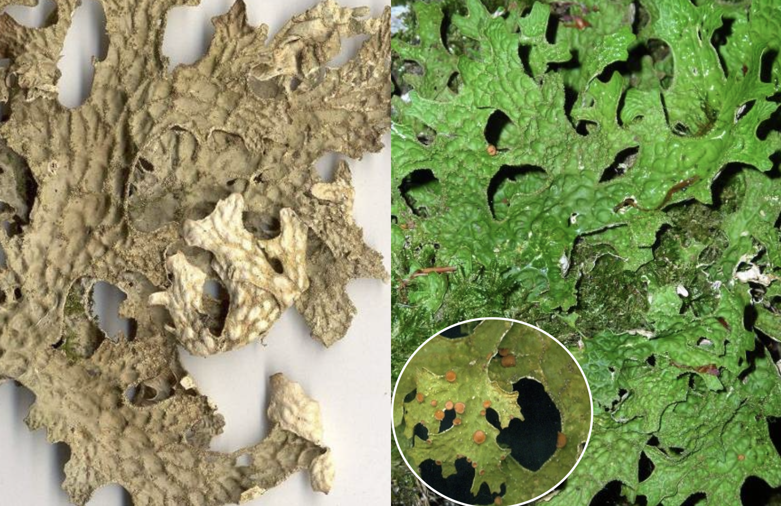 <p>Lobaria pulmonaria</p>