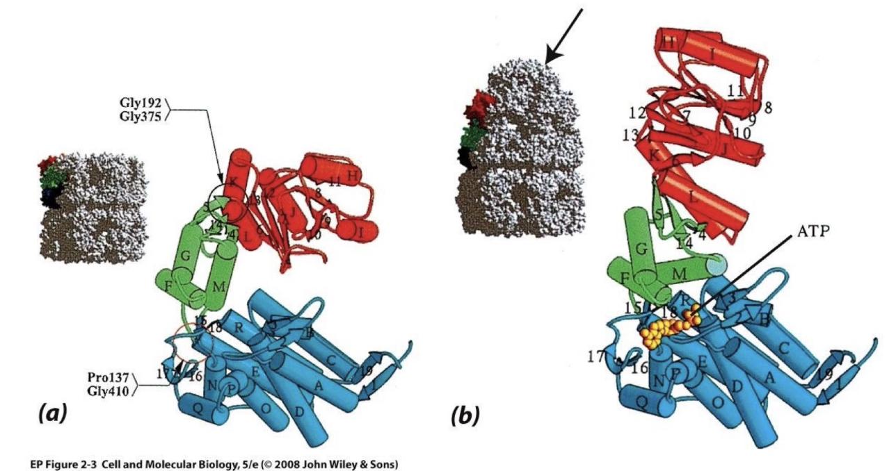 <ul><li><p class=""><strong>Tight conformation (no ATP)</strong>:</p><ul><li><p class="">Hsp60 subunits are <strong>bent at hinge</strong></p></li></ul></li><li><p class=""><strong>Relaxed conformation (with ATP + GroES)</strong>:</p><ul><li><p class="">Hsp60 subunits become <strong>elongated</strong></p></li><li><p class="">Conformational change is <strong>coordinated</strong> across all 7 subunits</p></li><li><p class="">Drives <strong>functional change</strong> in the chaperonin complex</p></li></ul></li><li><p class=""><strong>In eukaryotes (TRiC complex)</strong>:</p><ul><li><p class="">8 subunits undergo <strong>concerted movement</strong> like Hsp60</p></li><li><p class="">Coordinates the <strong>same chaperonin function</strong> through similar structural changes</p></li></ul></li></ul><p></p>
