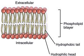 <p>the thin, flexible double layer of lipids (fats) that <strong>makes up the cell membrane</strong> and surrounds the cell.</p><p>the outside “heads” are hydrophilic while the inside “tails” are hydrophobic</p>