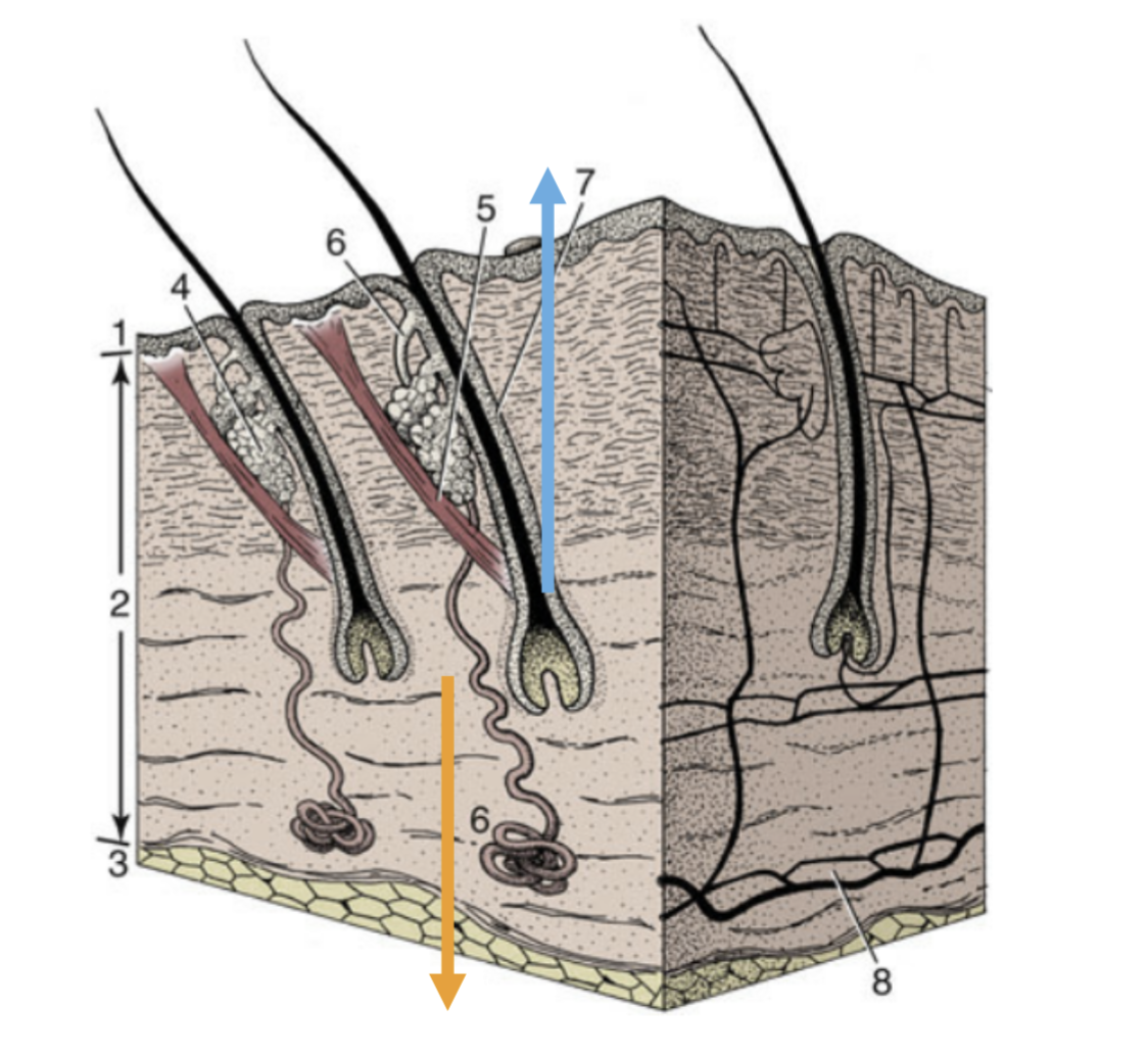 <p>What direction is the orange arrow pointing?</p>