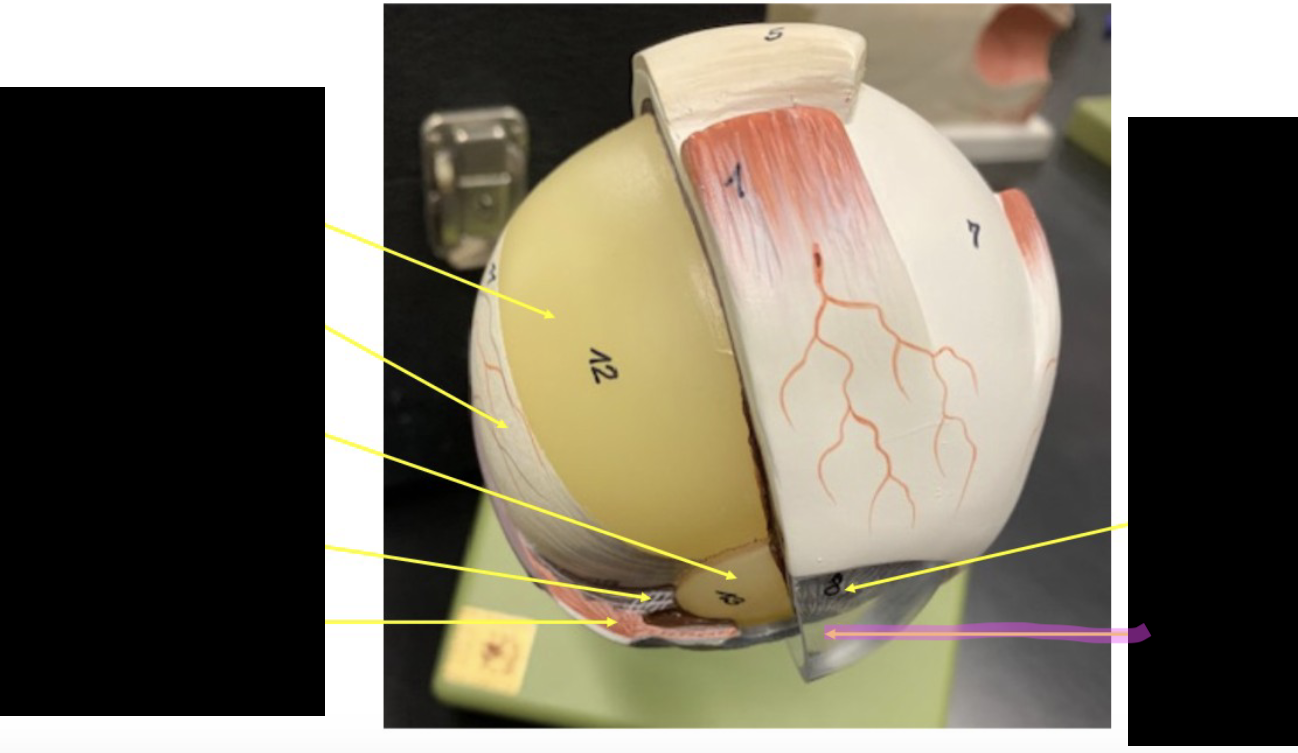 <p>what is this part of the eye?</p>